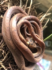 Imantodes lentiferus