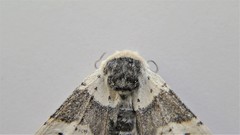 Furcula scolopendrina