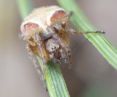 Araneus sturmi