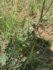 Indigofera melanadenia