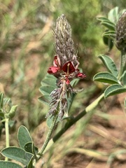 Indigofera melanadenia