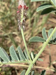 Indigofera melanadenia