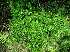 Rubus ludwigii