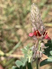 Indigofera melanadenia