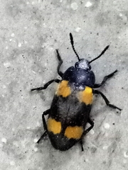 Episcapha quadrimacula