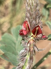 Indigofera melanadenia