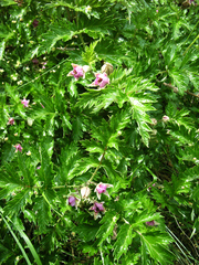 Rubus ludwigii