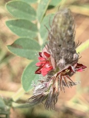 Indigofera melanadenia