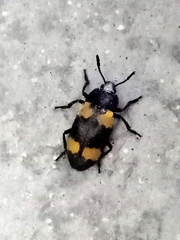 Episcapha quadrimacula