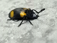 Episcapha quadrimacula