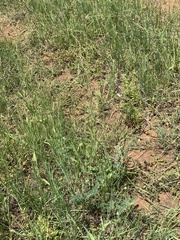 Indigofera melanadenia