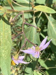 Solanum