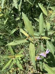 Solanum