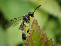 Tenthredo distinguenda