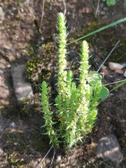 Crassula lanceolata transvaalensis