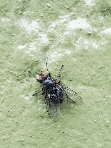 Unknown species found near Olympia, WA 98506, USA