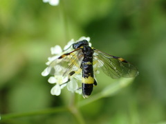 Tenthredo distinguenda