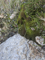 Syntrichia virescens