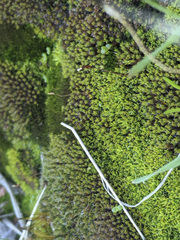 Syntrichia virescens