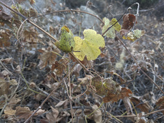 Vitis girdiana