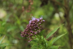 Chromolaena perglabra