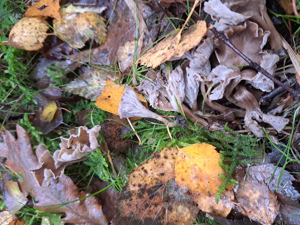 Craterellus undulatus · November 2025 · photo: © ionafraser (iNaturalist, cc-by)