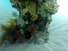 Pyura gibbosa