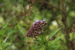 Chromolaena perglabra