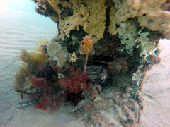 Pyura gibbosa
