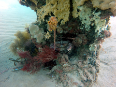 Nectocarcinus integrifrons