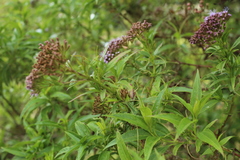 Chromolaena perglabra