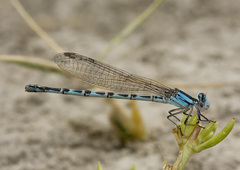 Argia alberta