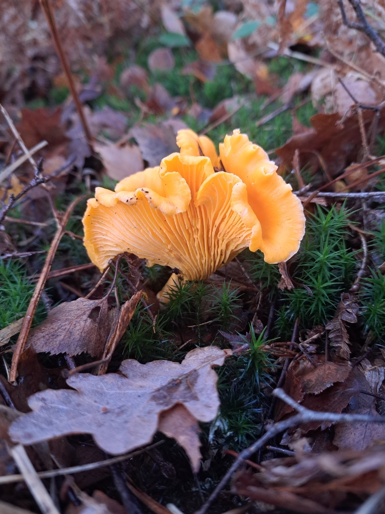Cantharellus cibarius · November 2025 · photo: © ionafraser (iNaturalist, cc-by)