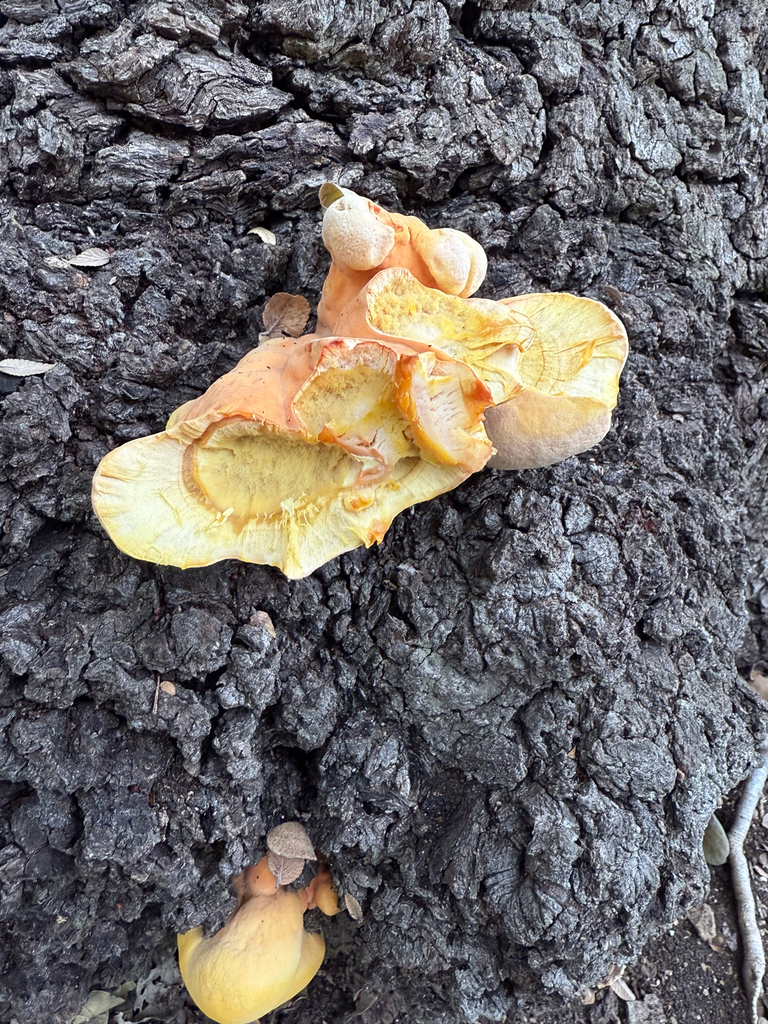 Laetiporus gilbertsonii · November 2025 · photo: © idclaire (iNaturalist, cc-by)