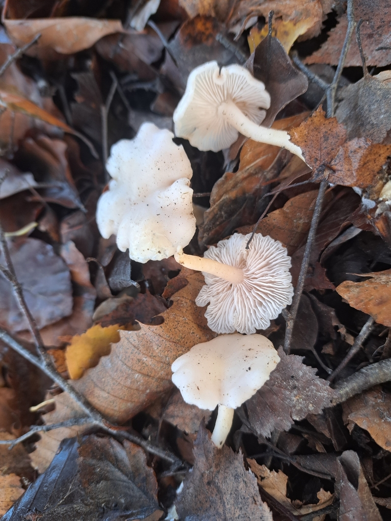 Leucocybe houghtonii