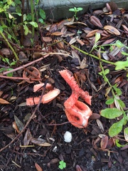 Clathrus columnatus