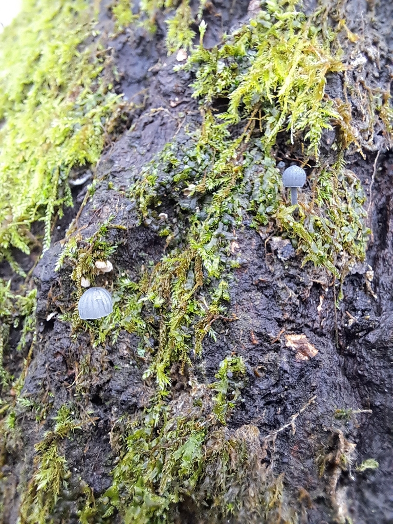 Mycena pseudocorticola · November 2025 · photo: © ionafraser (iNaturalist, cc-by)