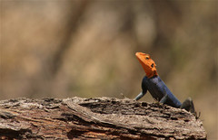 Agama planiceps