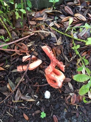 Clathrus columnatus