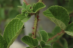 Rubus ellipticus