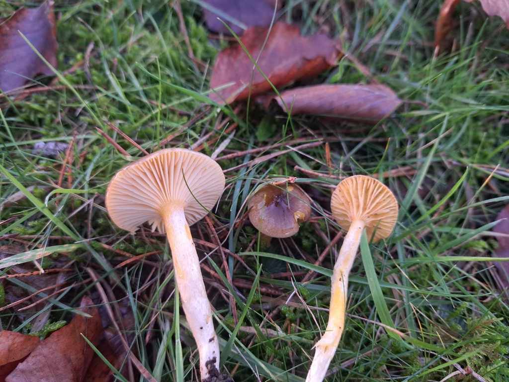 Hygrophorus hypothejus · November 2025 · photo: © ionafraser (iNaturalist, cc-by)