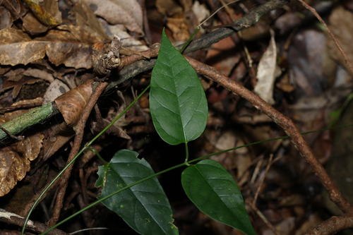 clear milkvine (Leichhardtia longiloba)