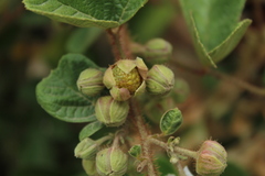 Rubus ellipticus