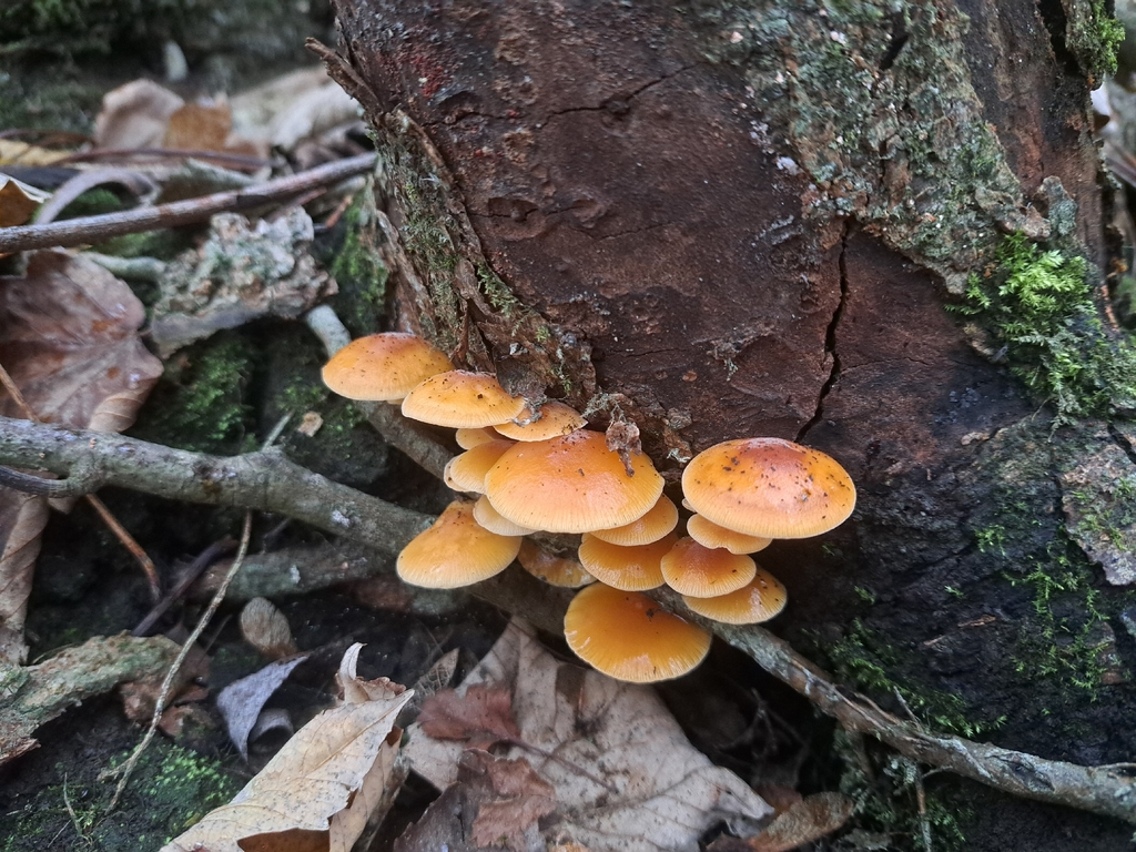 Flammulina · November 2025 · photo: © ionafraser (iNaturalist, cc-by)