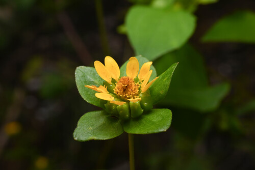 Perfoliate Blackfoot (Melampodium perfoliatum)