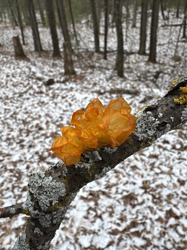 witch's butter