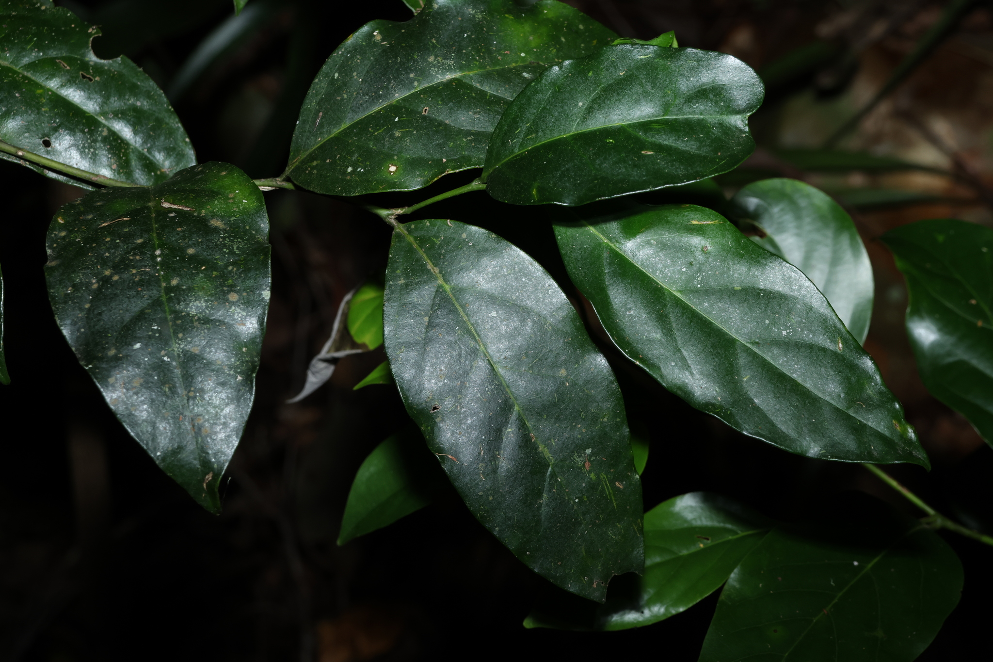 Churnwood (Citronella moorei)