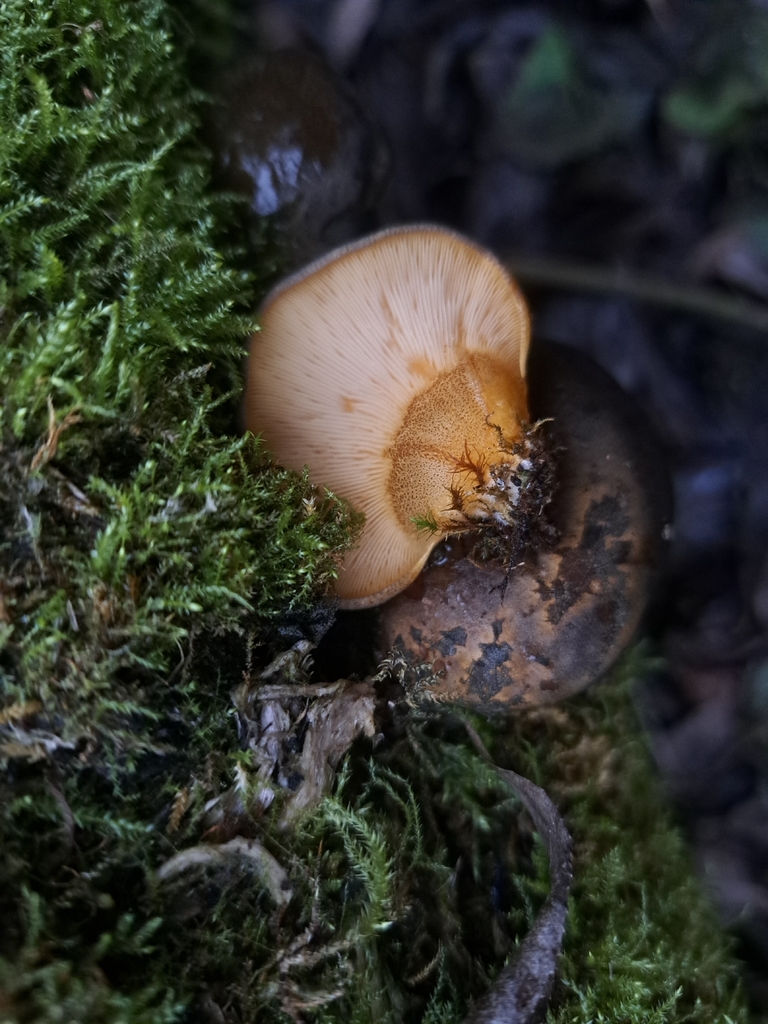 Sarcomyxa serotina · November 2025 · photo: © ionafraser (iNaturalist, cc-by)