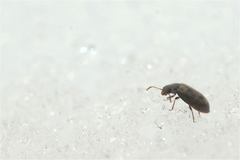 Phloiophilus edwardsii