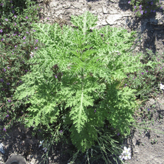 Ambrosia confertiflora
